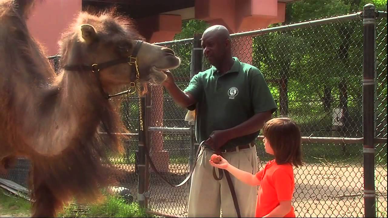 This Is Emily Yeung Learning About Camels