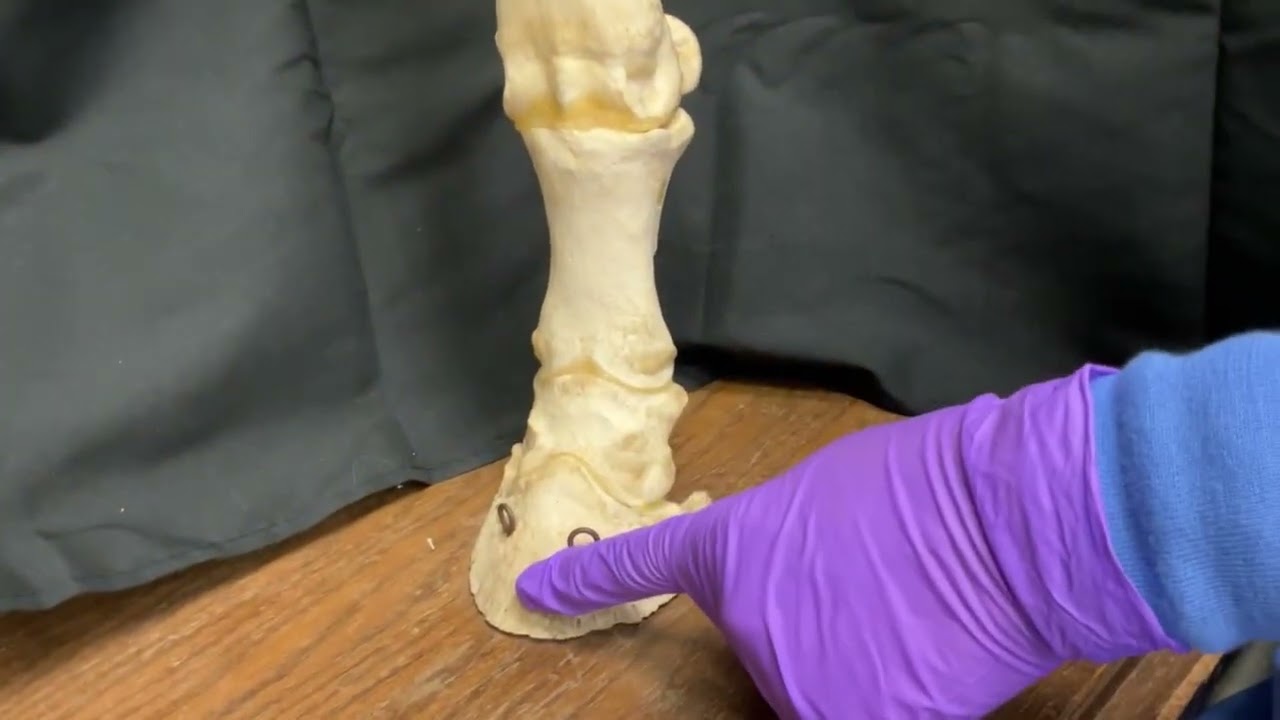 Equine Pes (tarsal, metatarsal, digits)