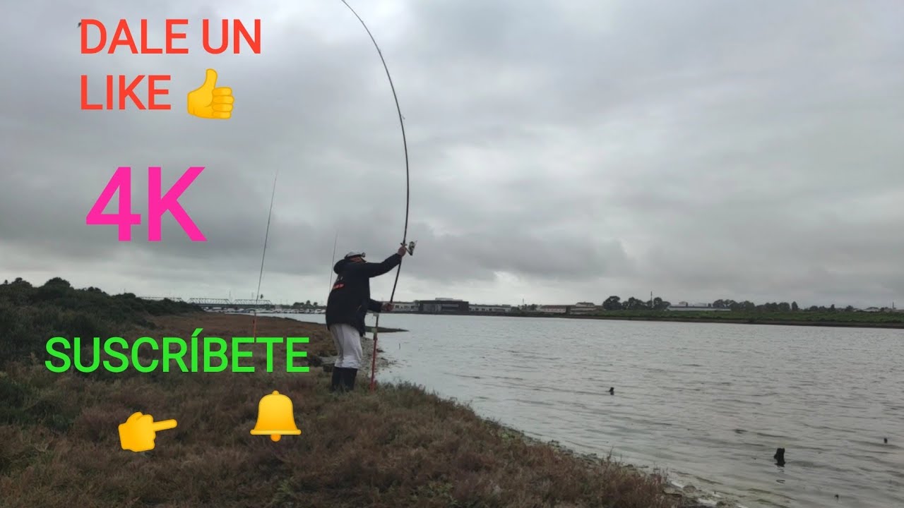 SURFCASTING EN EL CAÑO SANCTI PETRI PUENTE DE HIERRO CON PACO PASTORI.Fishing Fische fangen  Zhuā yú
