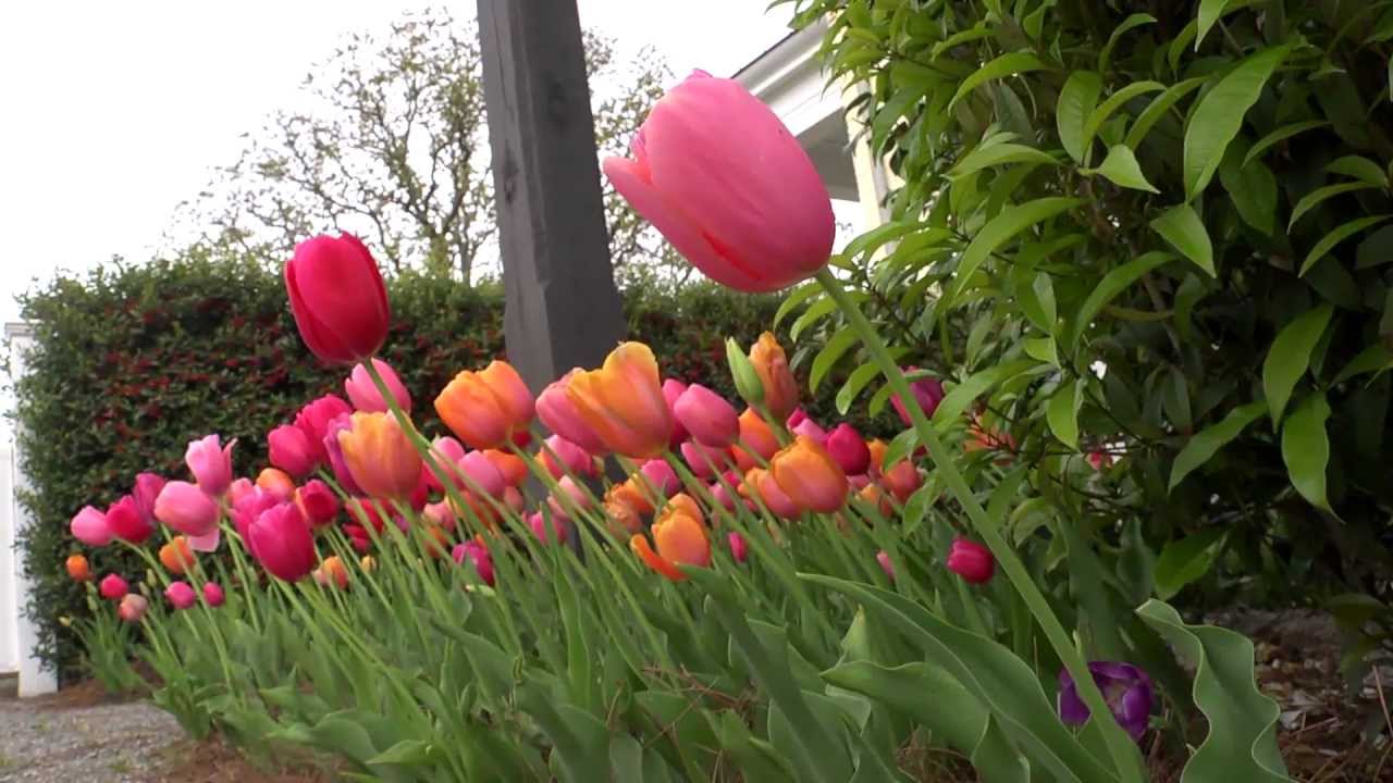 Flower Borders on a Pathway | At Home With P. Allen Smith