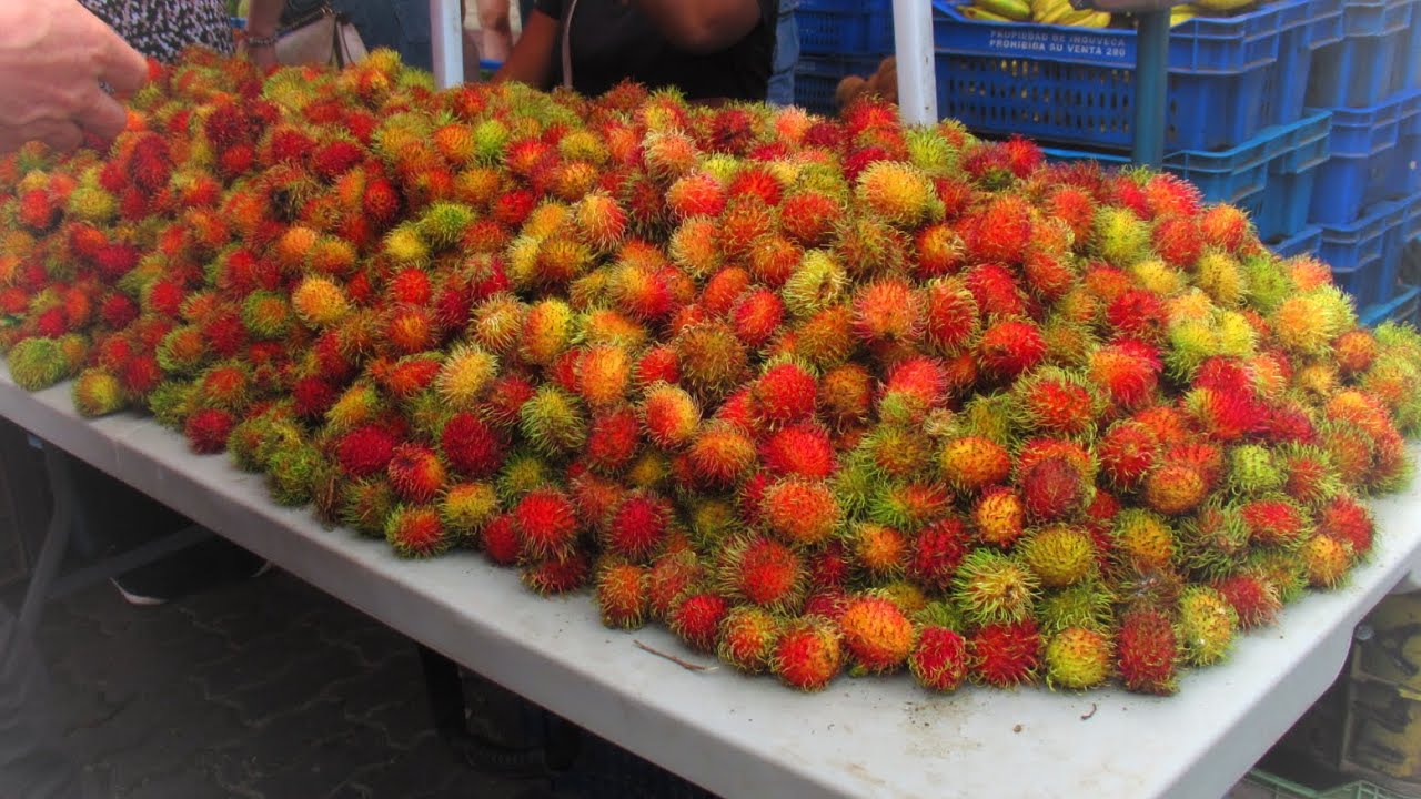 Everything I saw in the Dominican Republic