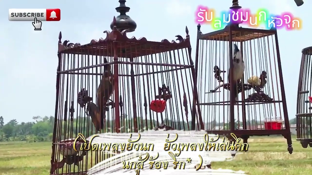 #birds #เสียงนกกรงหัวจุก #นกกรงหัวจุกนับดอก เปิดเพลงยั่วนก ร้องริ๊ก#birdsmusic