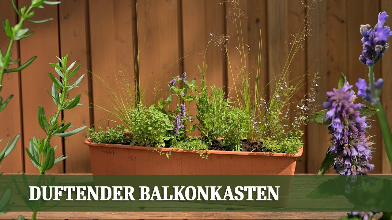 Duftender Balkonkasten: Winterharte Stauden, die zuverlässig blühen