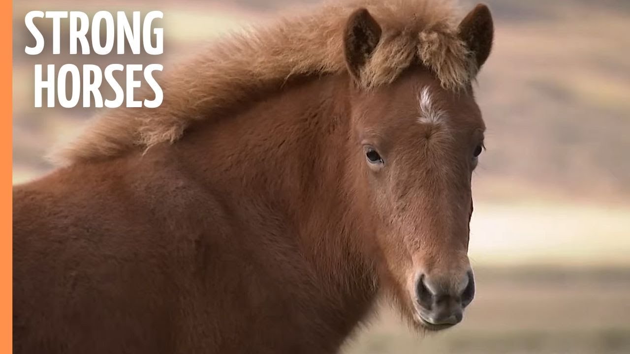 The Icelanders and their Strong Horses | Full Documentary