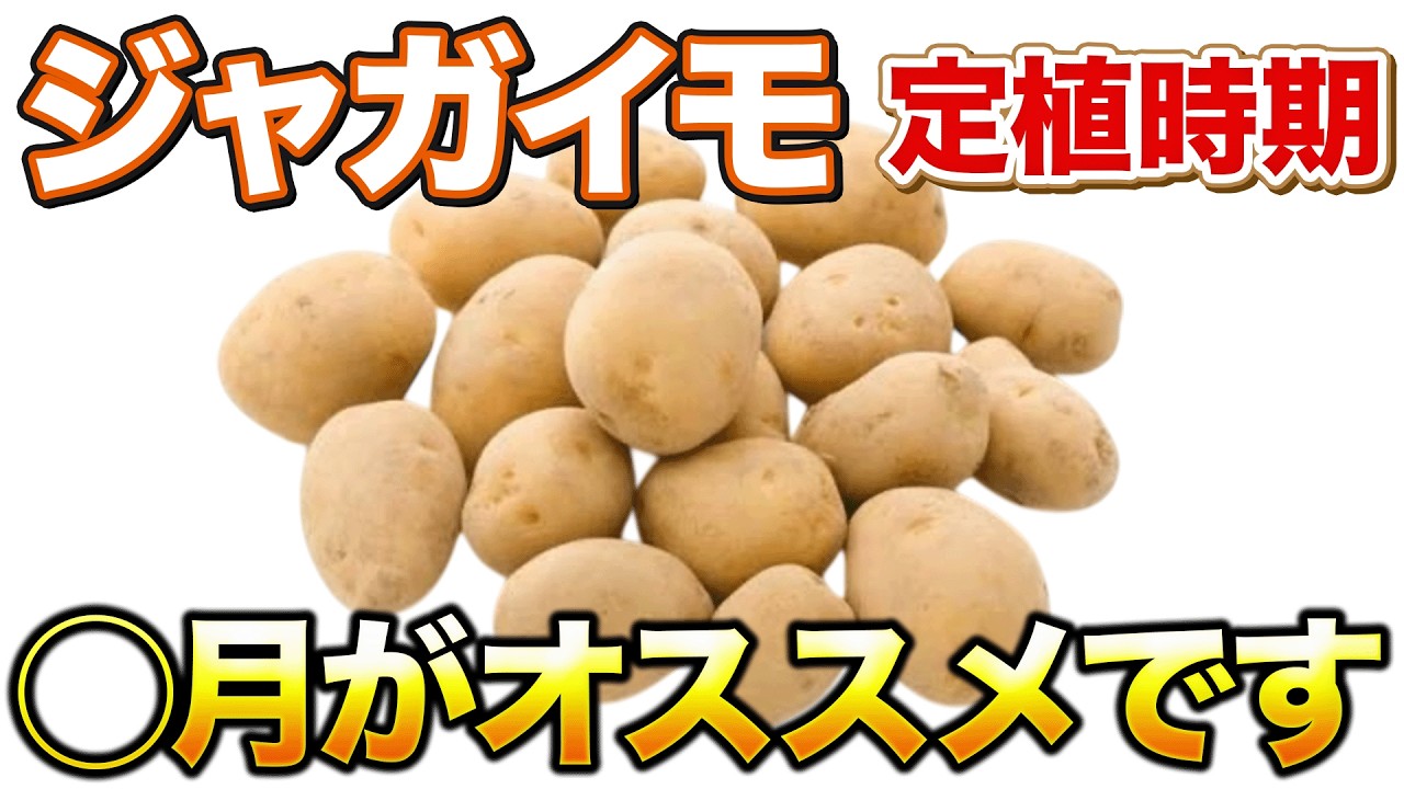 【個人的オススメ】ジャガイモ栽培のベストタイミングは◯月が圧倒的にオススメです
