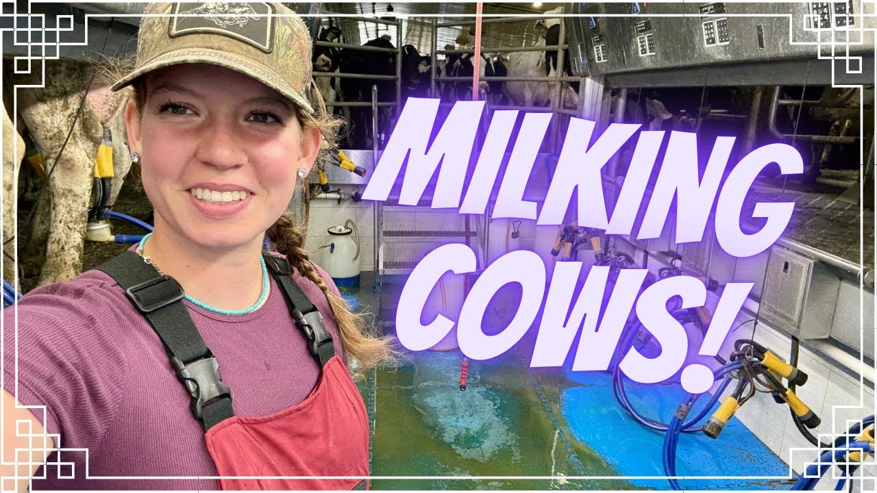 Milking Cows! 🐄