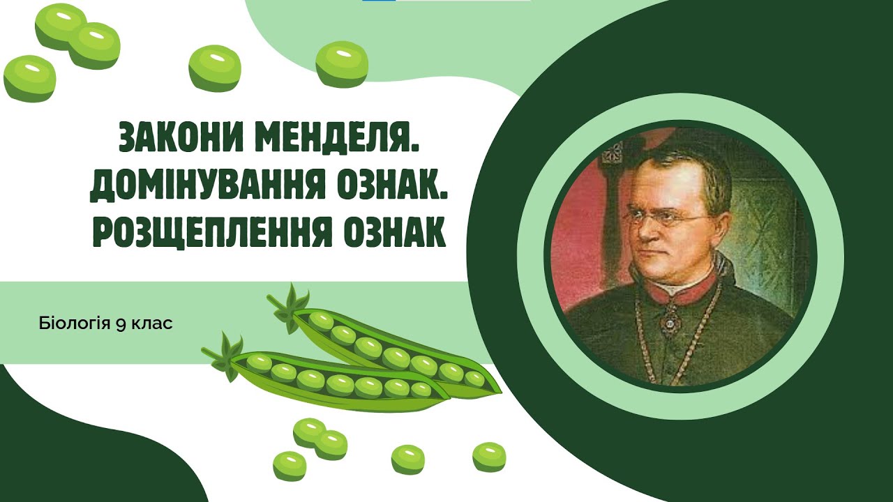 Біологія 9 клас  Закони Менделя  Домінування ознак  Розщеплення ознак