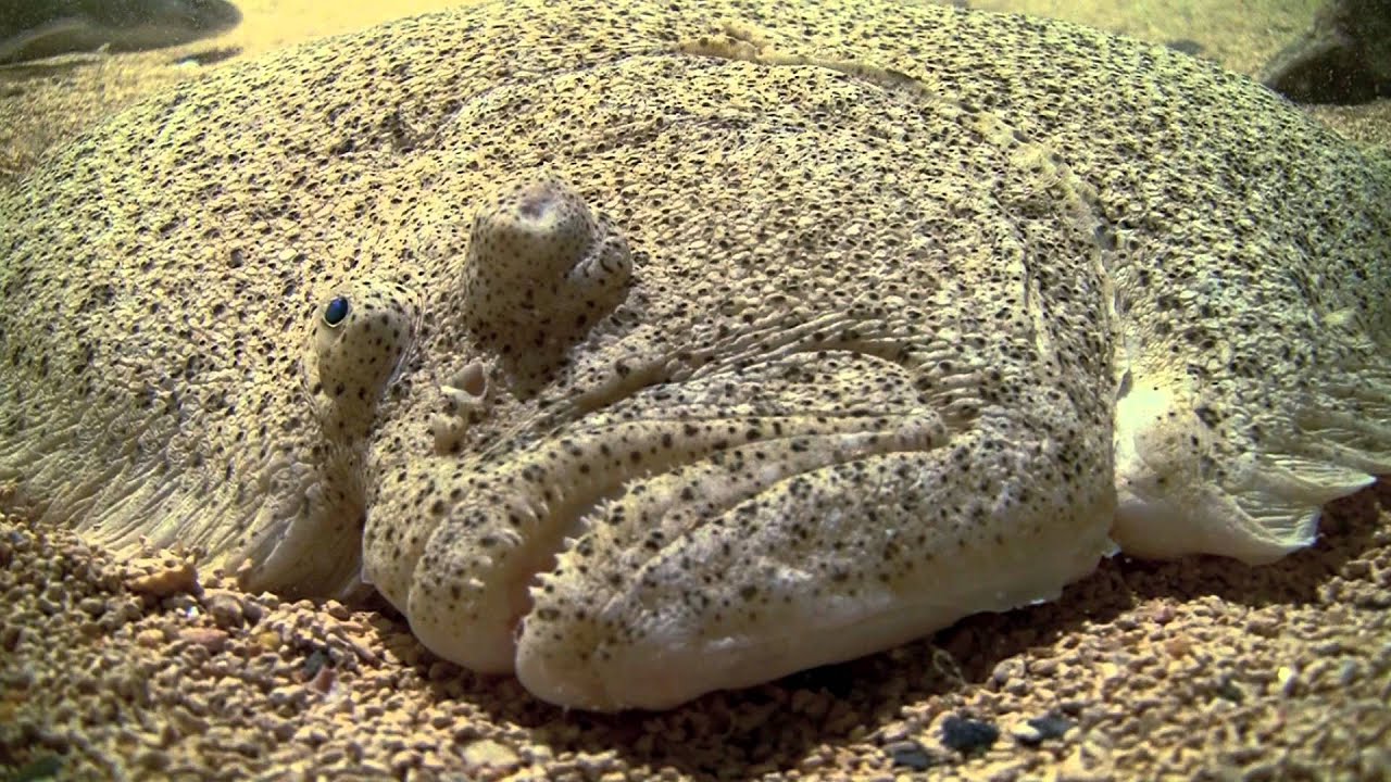 Giant turbot fish underwater. Гигантский палтус /камбала под водой.