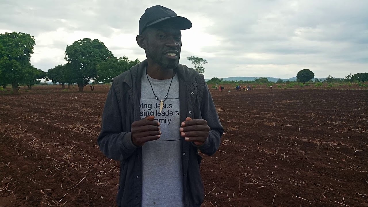 SUNFLOWER FARMING