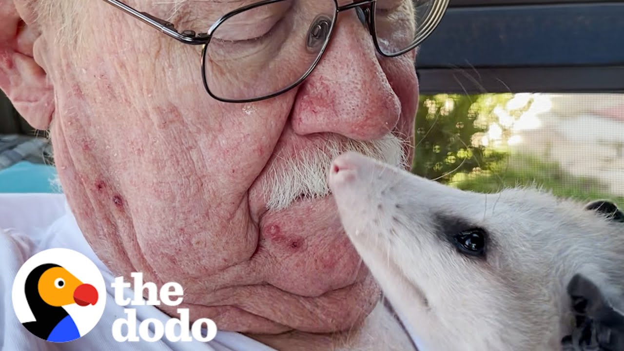 Opossum Can't Stop Slubbing His Mom | The Dodo