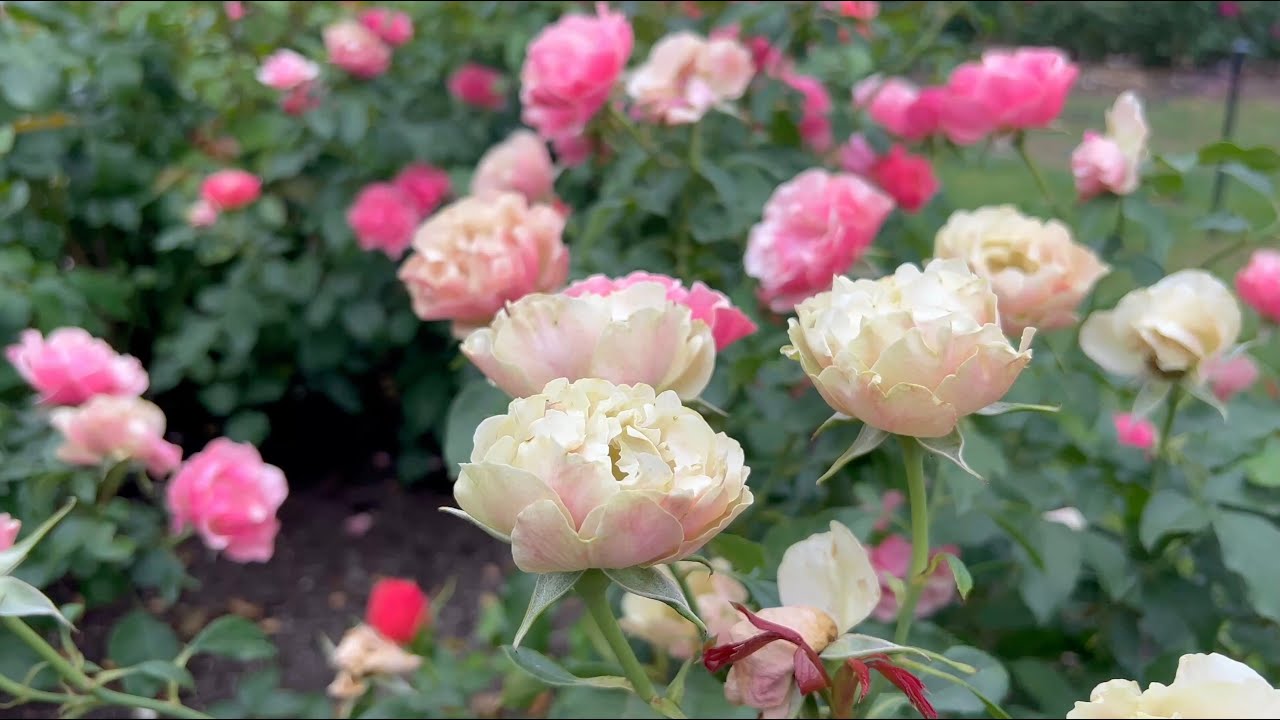 Pretty Pink Roses -  International Rose Test Garden, Portland, Oregon