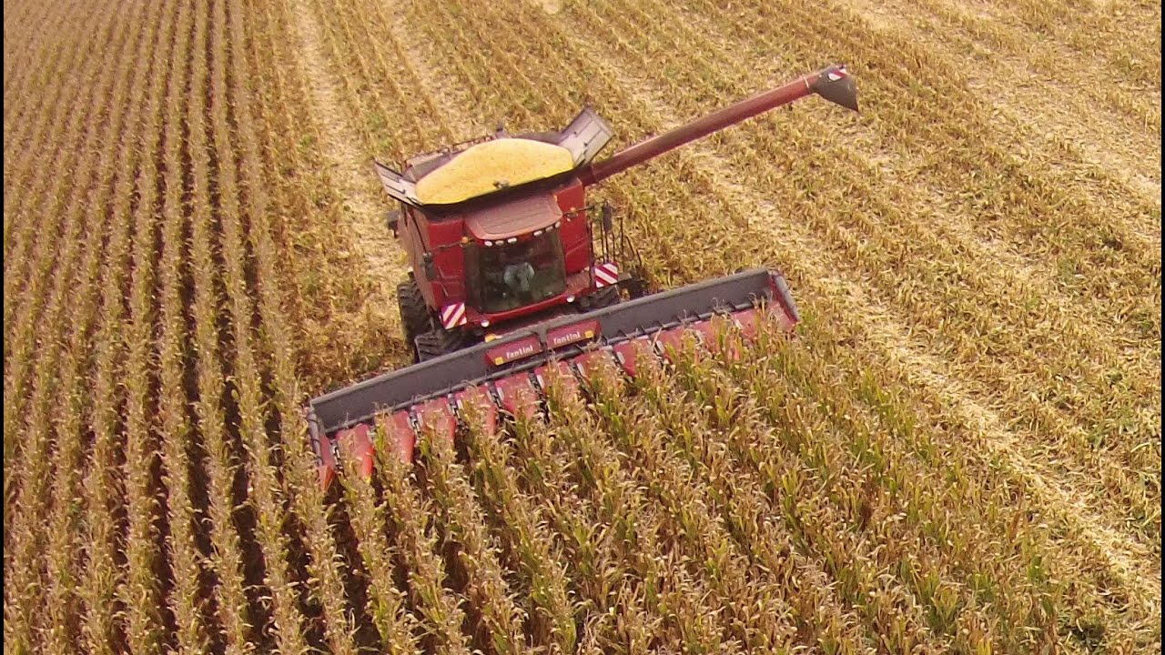 Corn harvest in Portugal  Colheita do milho.