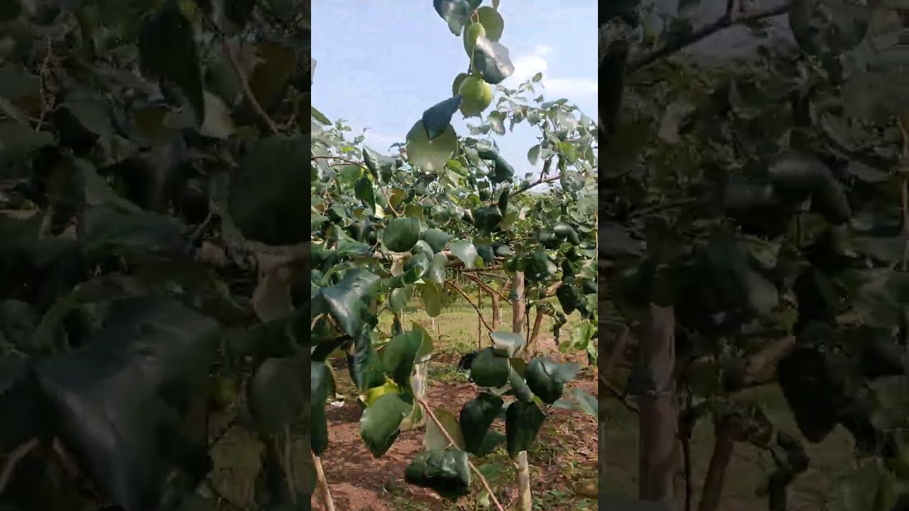 Thời tiết se lạnh thăm vườn táo Kim đài mật siêu sai giữa năm mất mùa nhiều vẫn đạt trên 1tr/cây 