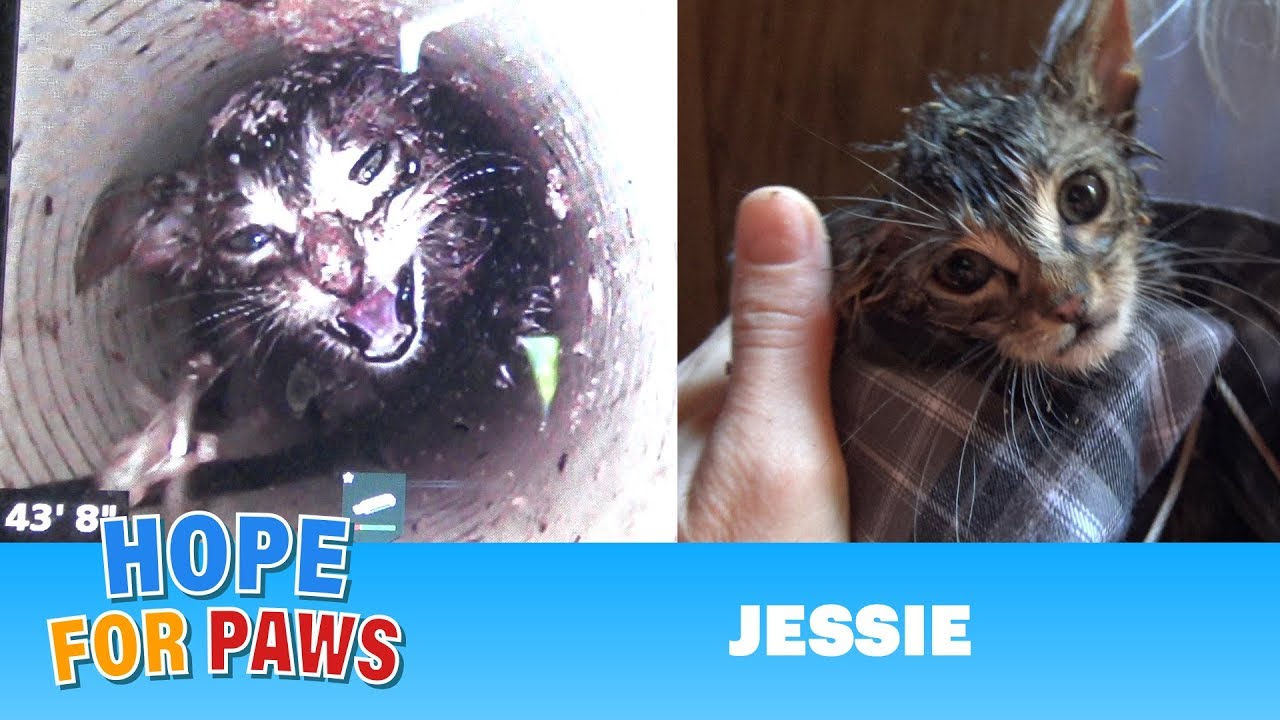 Most URGENT rescue EVER! Kitten falls 43' straight down water well, cries for help for 5 DAYS! #cat