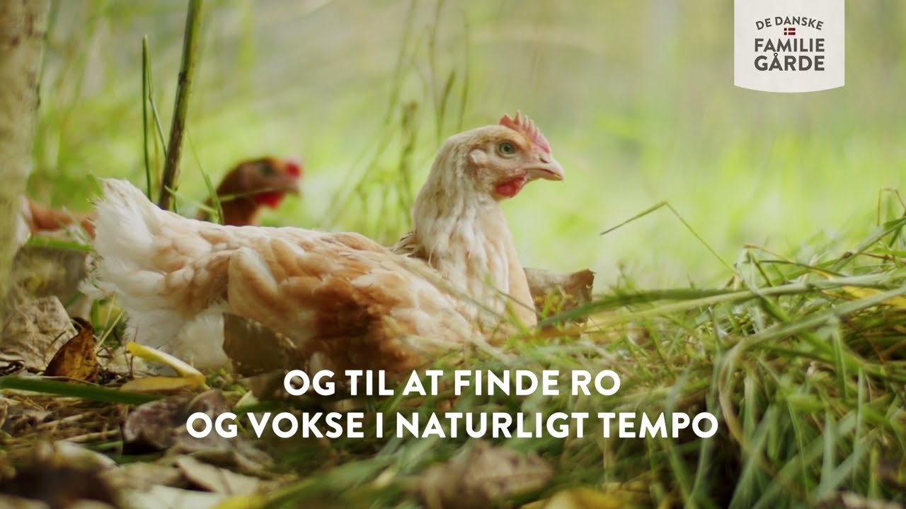 Kyllinger der har tid og plads til at leve livet