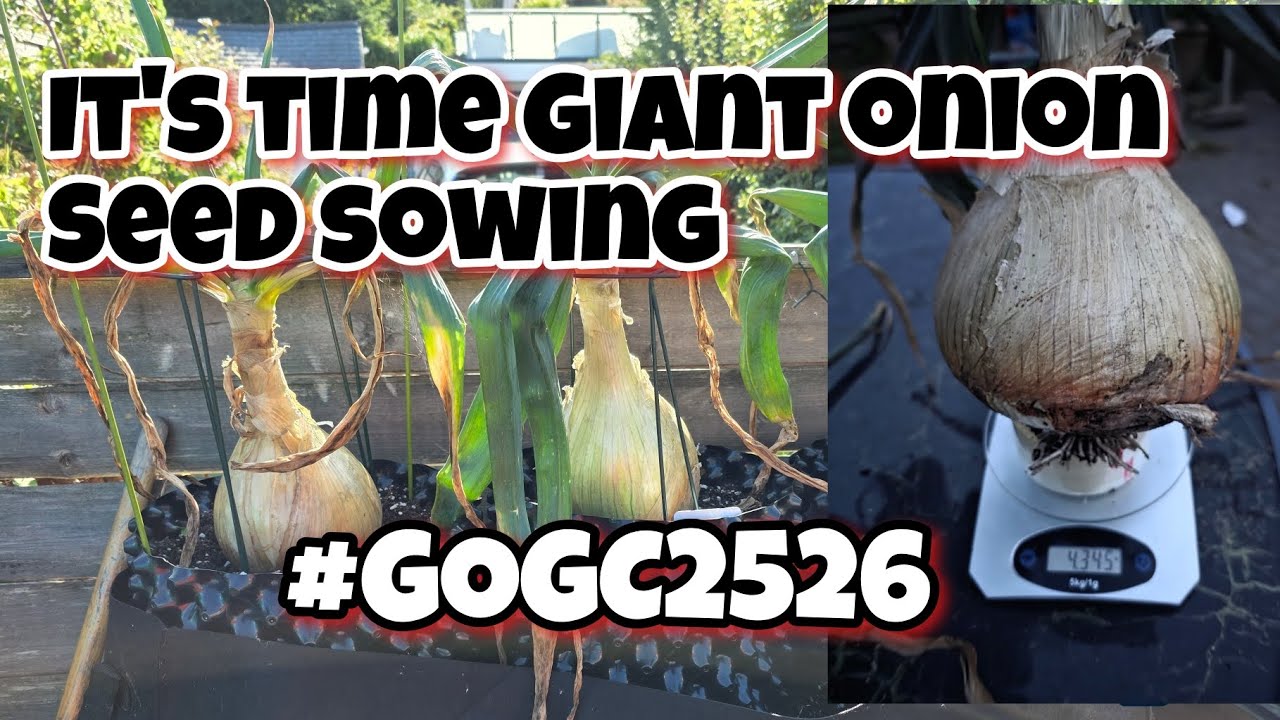 Выращивание гигантского лука. Посев семян #gogc2526 [КАК ВЫРАСТИТЬ ЛУК ИЗ СЕМЯН]