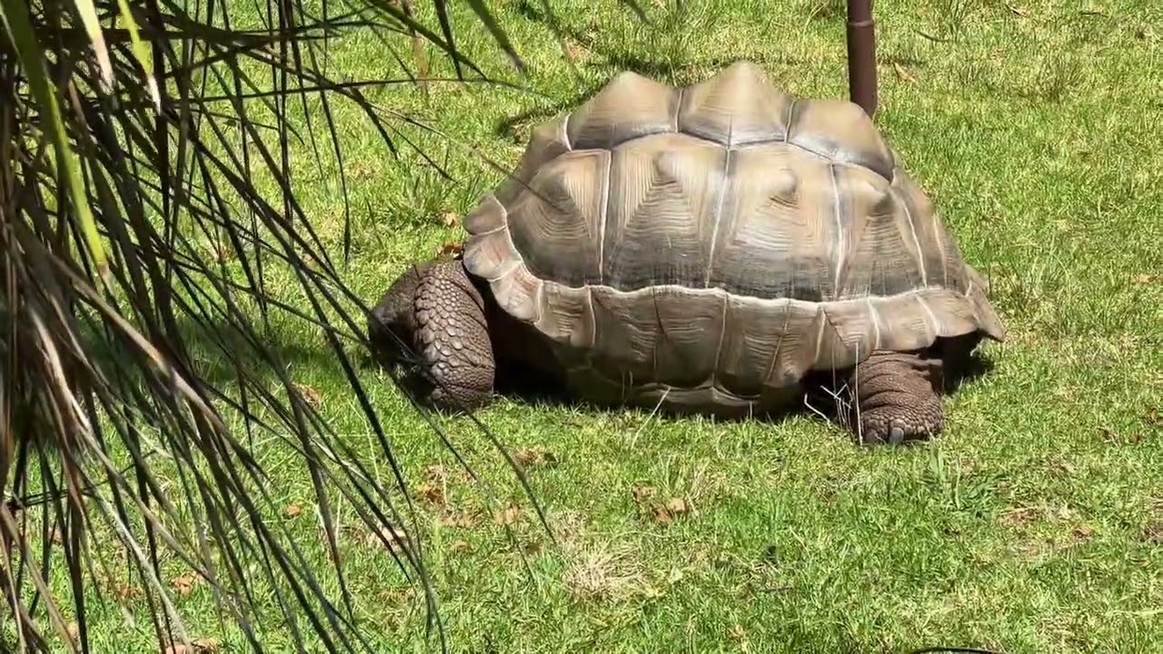 Australia Vlog: Melbourne Zoo Australia #melbourne #australia #australiazoo #zoo 