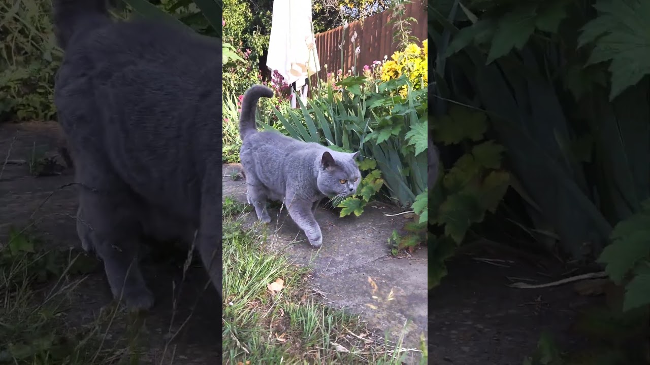 British Shorthair Cat meowing