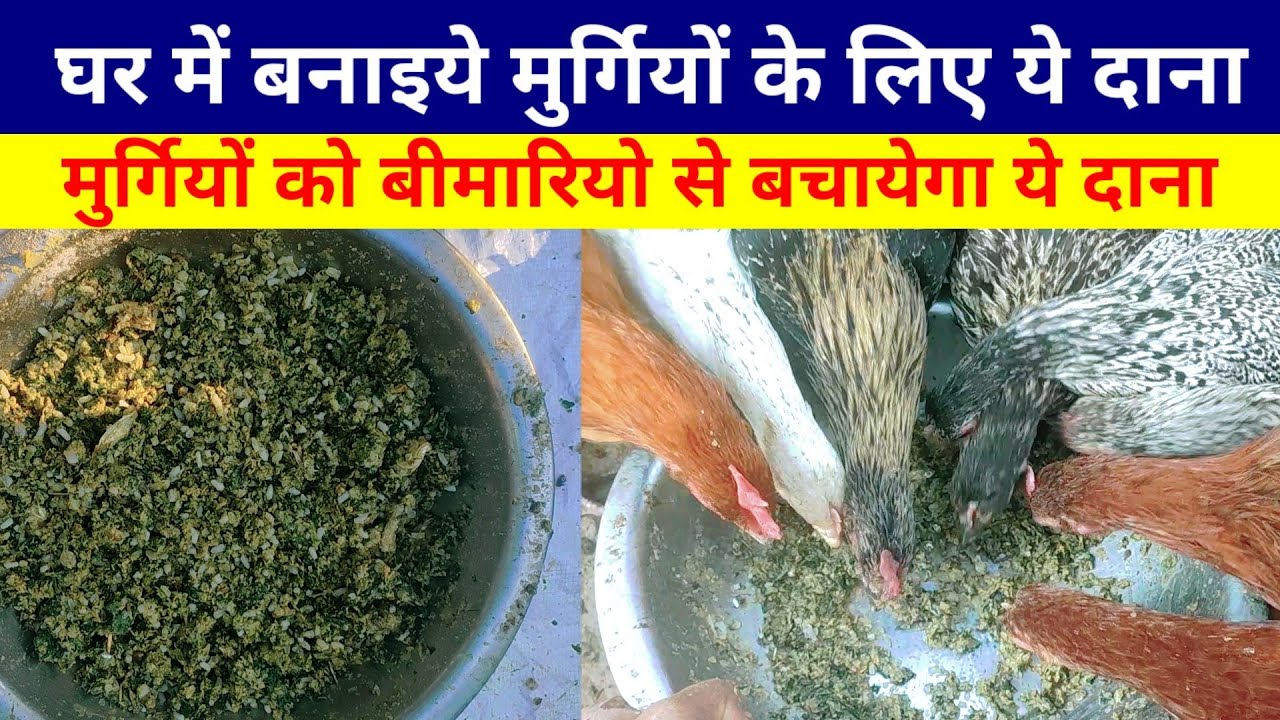एकदम कम खर्च में घर में बनाइये मुर्गियों के लिए ये दाना।मुर्गियों को बीमारियो से बचायेगा।
