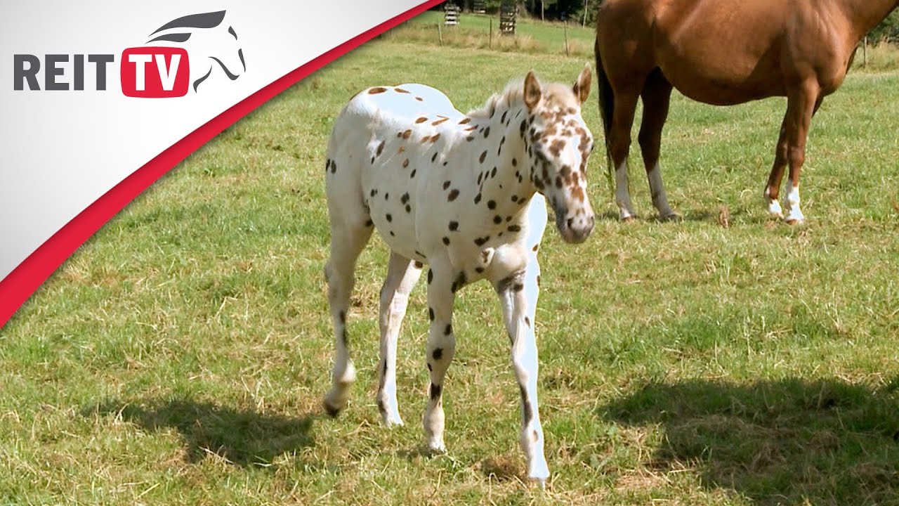 Rasseportrait | Der Appaloosa - die Geschichte der bunten Pferderasse