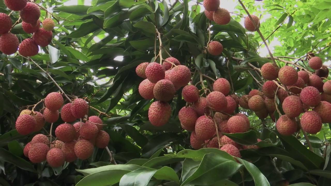 Veracruz Agropecuario - Litchi