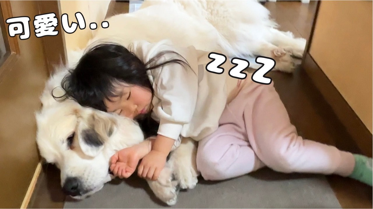 【絆】３歳児が静かになったと思ったら超大型犬を抱きしめて寝ちゃってました…♡｜グレートピレニーズ&オールドイングリッシュシープドッグ&トイプードル