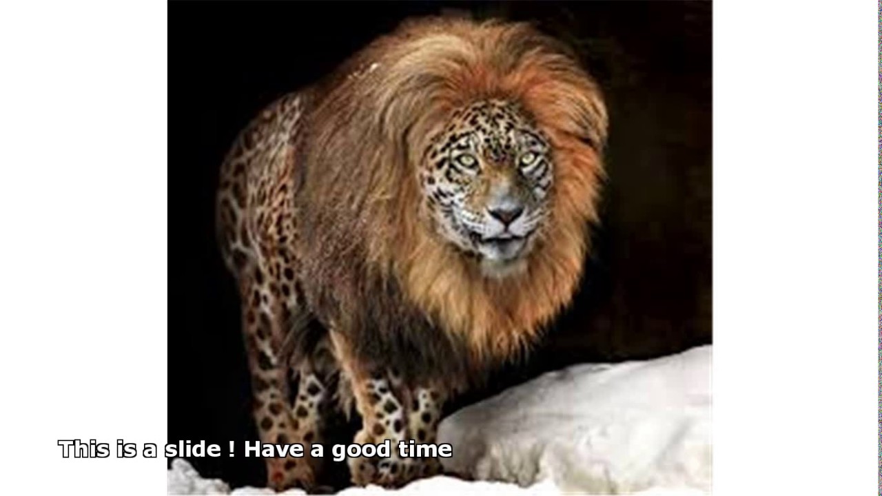 jaguar lion hybrid