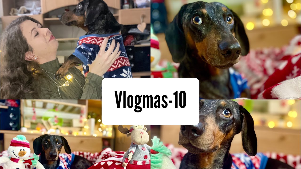 Kutyás karácsonyi fotózás telefonnal 🎄🐶