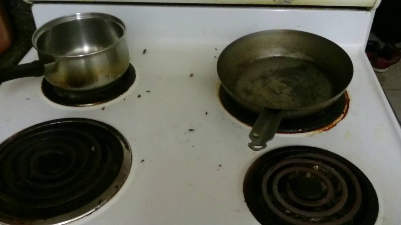 Toronto, ON Canada: German Cockroach Infestation