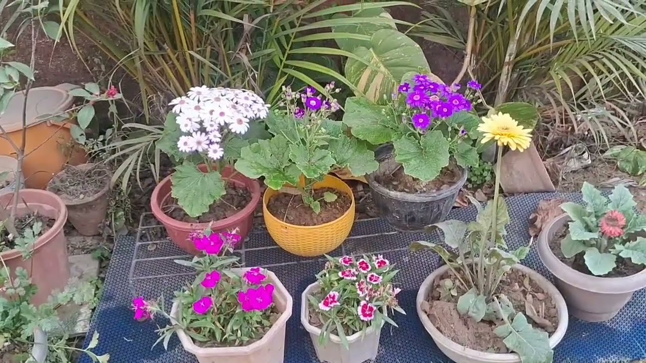 Winter flower plant and care tips 