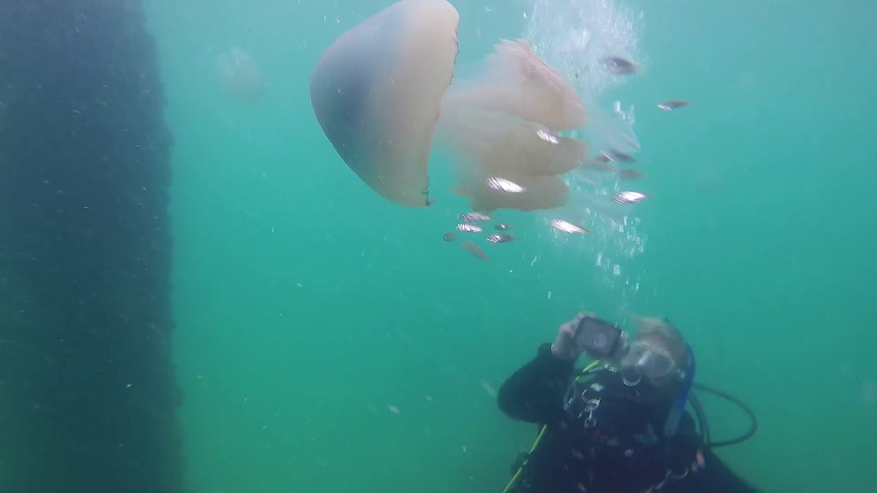 Boscombe Pier 30/08/2017