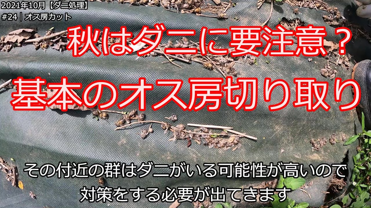 No24【ダニ対策】ダニ対策雄蜂カット