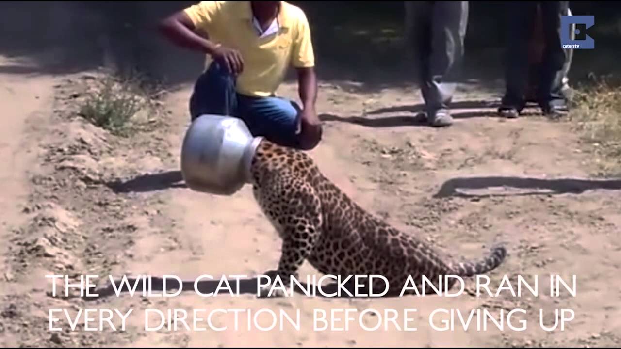 Leopard Gets Head Stuck in Pot