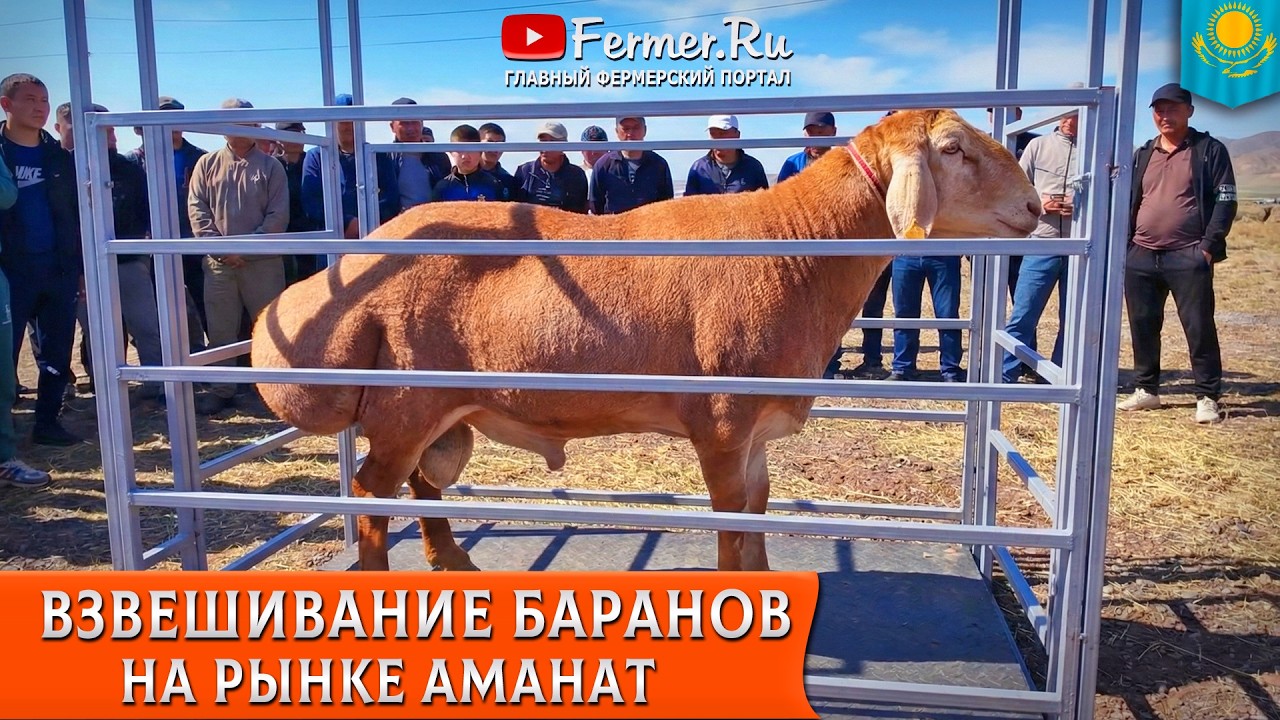 🐏Кошкары линии Широкого, Красавчика, Гуливера, Корабля, Володи. Скотный рынок Аманат в Узунагаше 🇰🇿