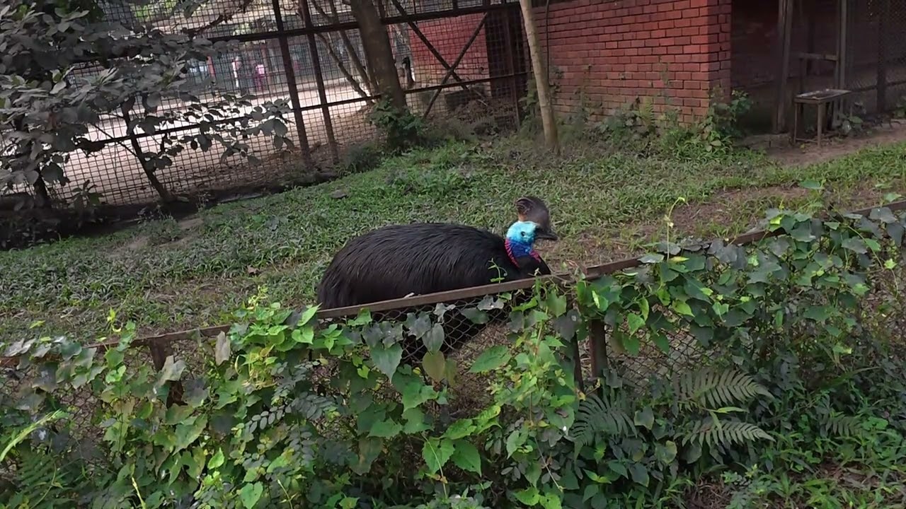 Cassowary bird | One of the largest bird in the world but unable to fly