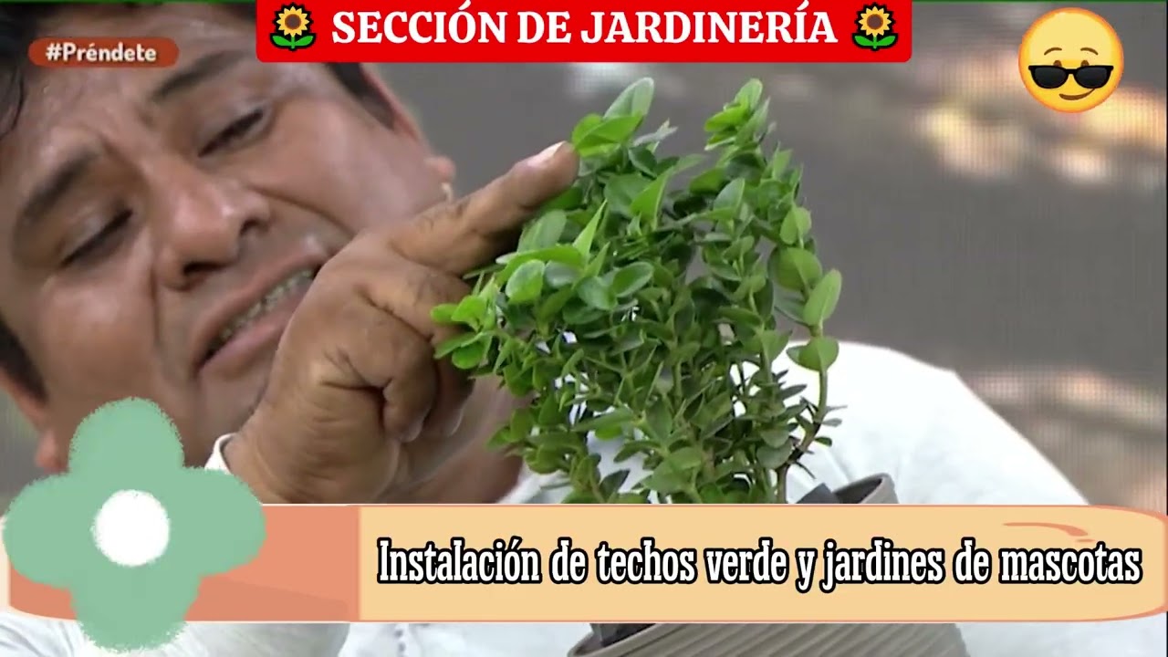 Aprende a cuidar tu jardin en verano