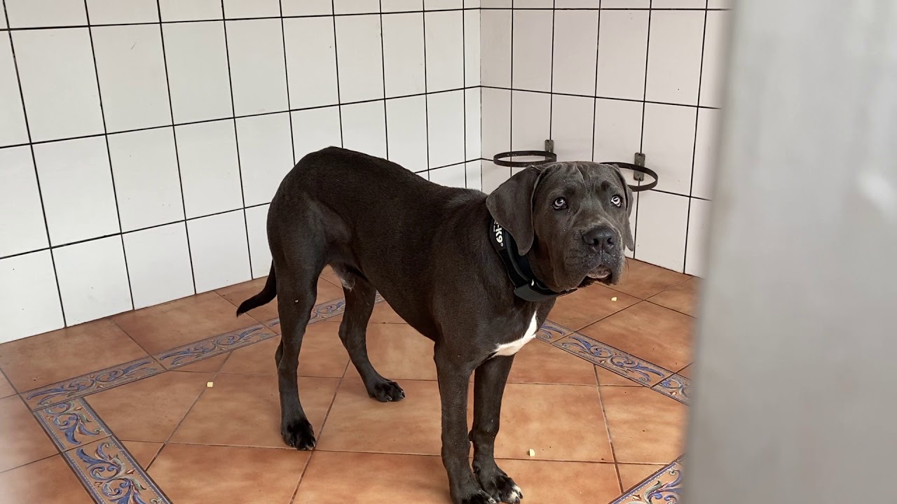Odin - Cane Corso