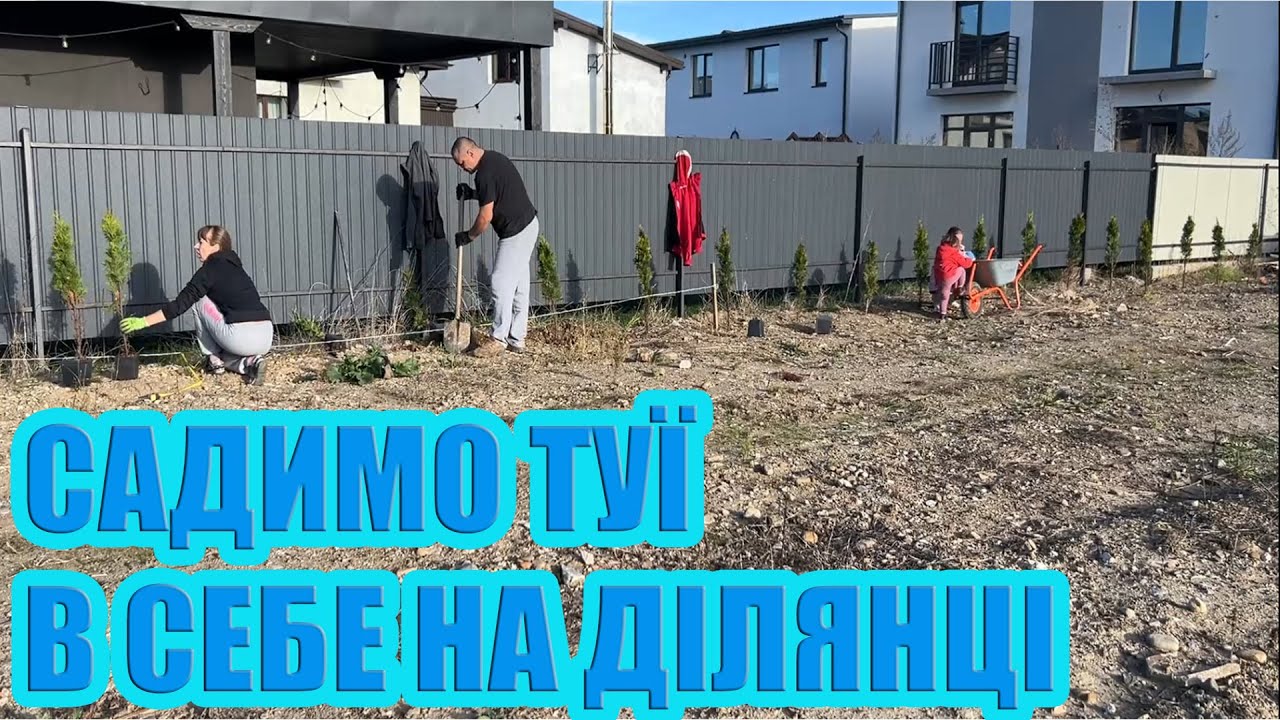 Перші наші ТУЇ. Створюємо затишок власноруч. Скільки коштує посадити живу огорожу? Наш досвід.
