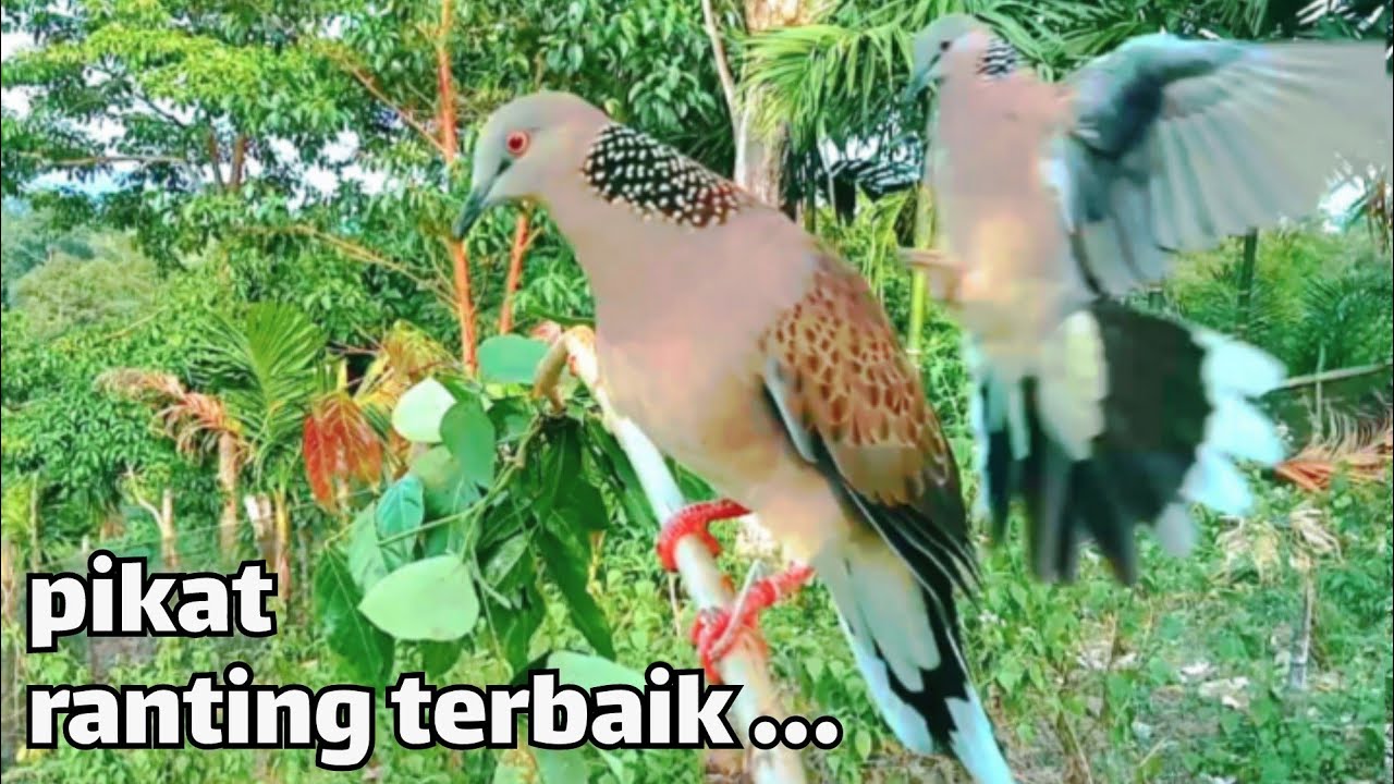 Spot Pikat Tekukur Ranting Terbaik...Dengan Getah Super ...
