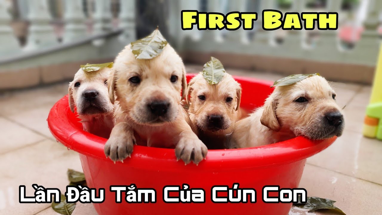 Ngày 27 | Lần đầu cún con tắm, cái kết đắng cho Nô - Labrador Puppies Have Their First Bath Ever