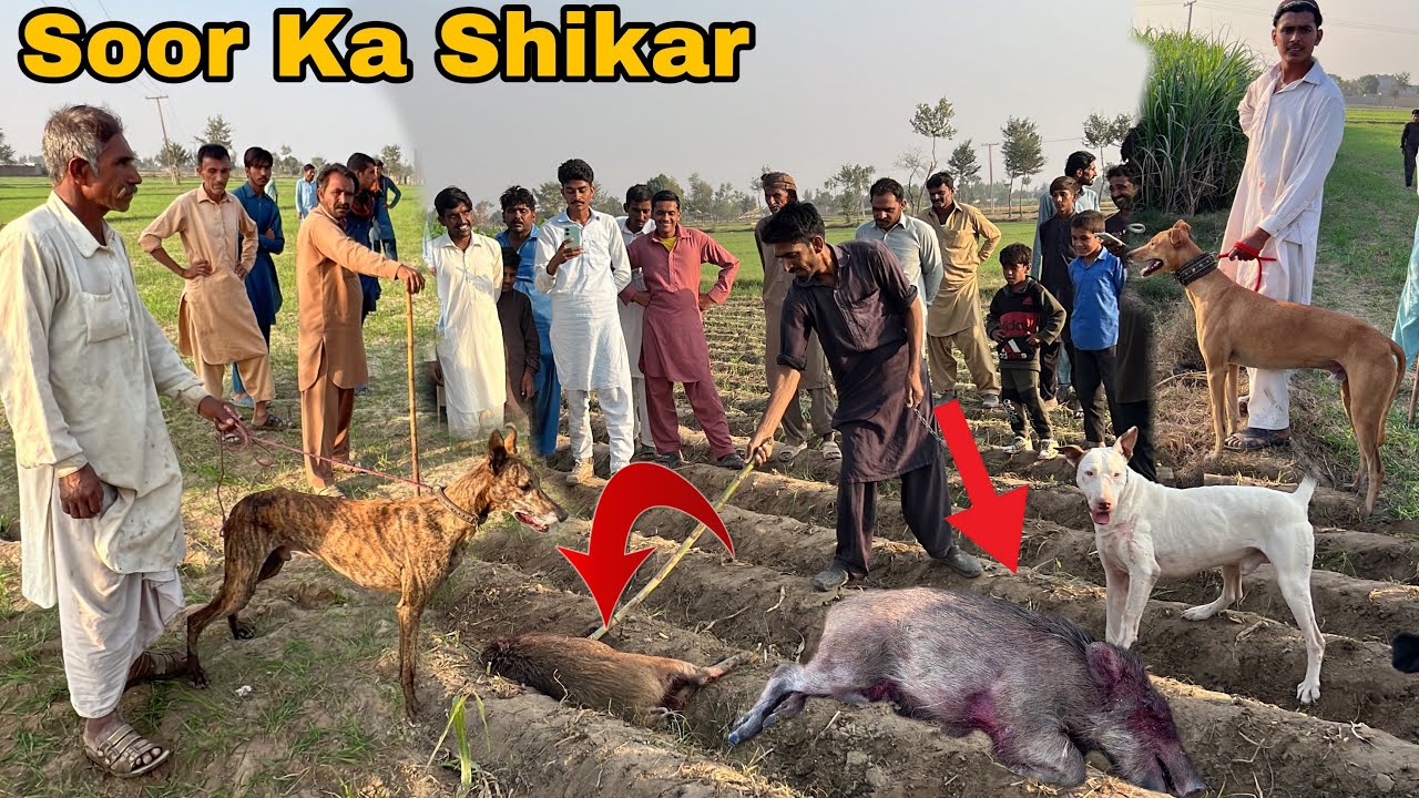 Soor Ka Shikar In Border Near Village