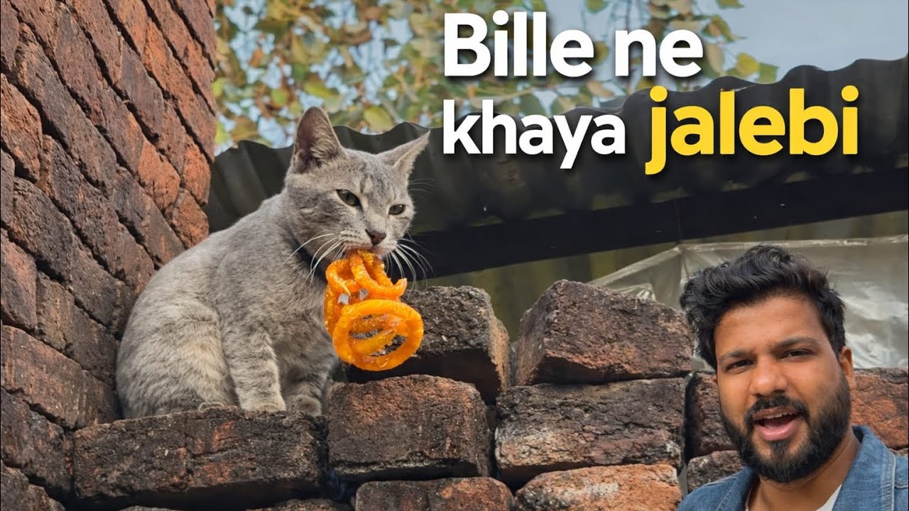Bille ne khaya jalebi 😍❤️