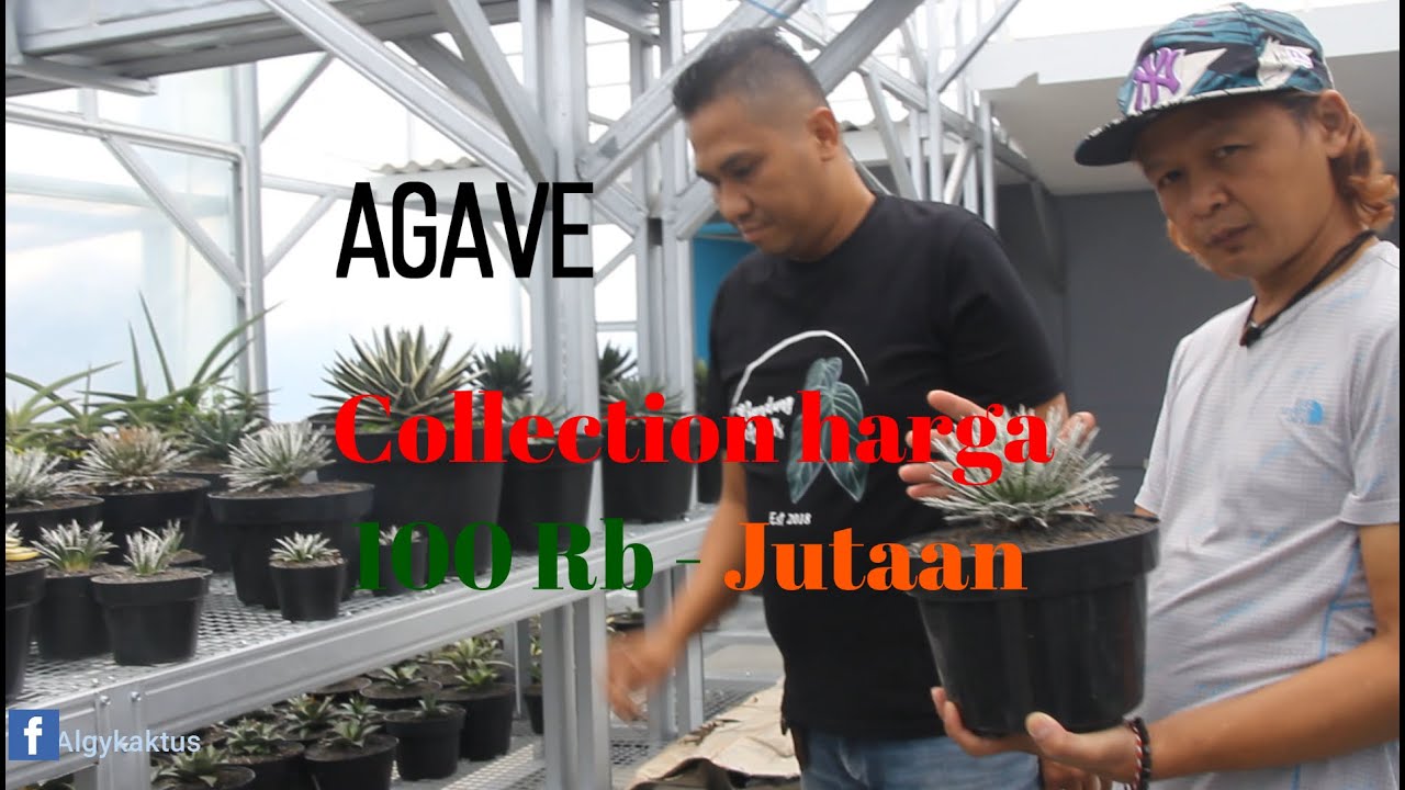 collection agave ratusan - jutaan ada dilembang bandung