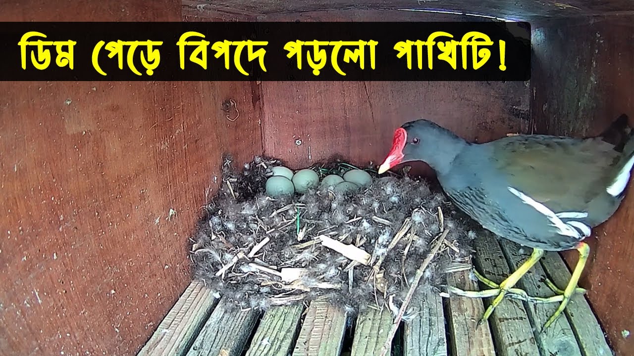 জলজ মুরগির জীবন কাহিনী | Bird Story-112 | The Life Story of  Moorhen Bird | ডাহুক পাখি