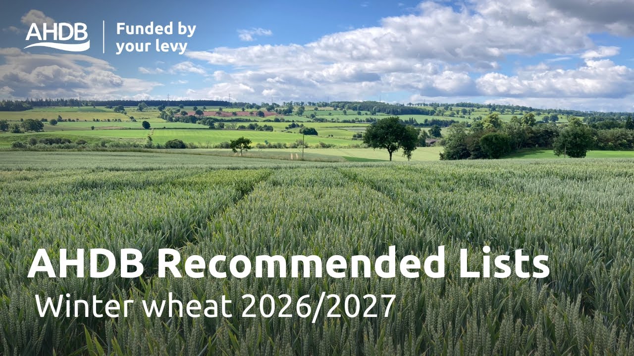 Рекомендованные списки AHDB на 2026/2027 гг. — что нового для озимой пшеницы?