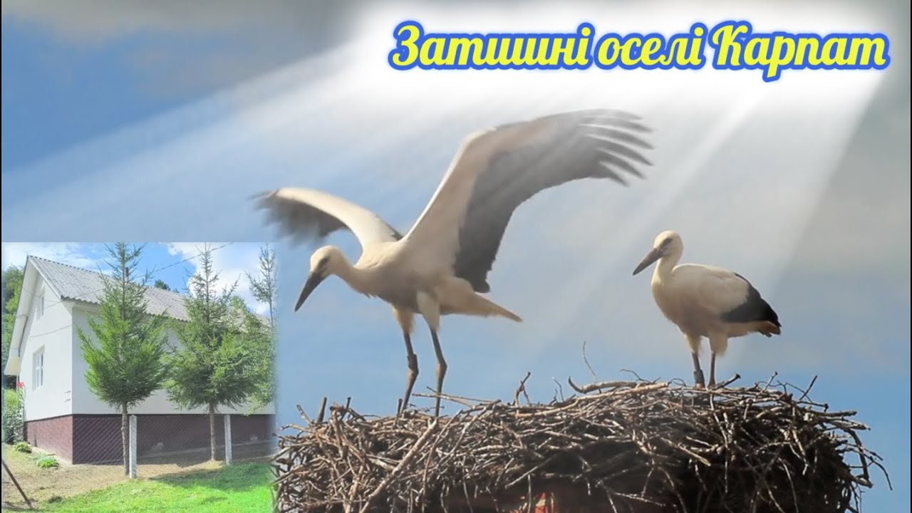 🏠Продаж будинків в Карпатах за приємною ціною. #будинок,#Карпати,#село,#життяуприроді,#дешевежитло,