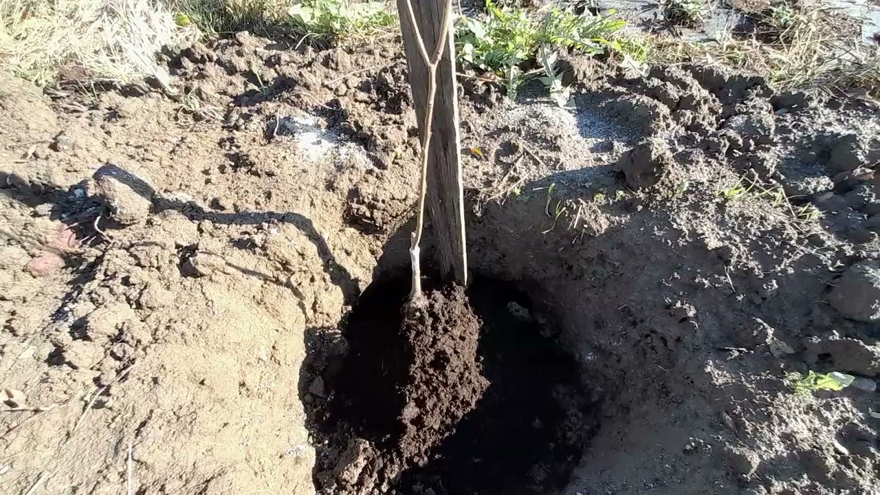 Kada i kako saditi sadnicu kakija (