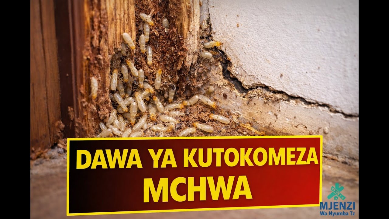 JINSI YA KUDHIBITI MCHWA NYUMBANI - TATIZO LINALOHARIBU NYUMBA KIMYA KIMYA #mchwa #dawayamchwa #home