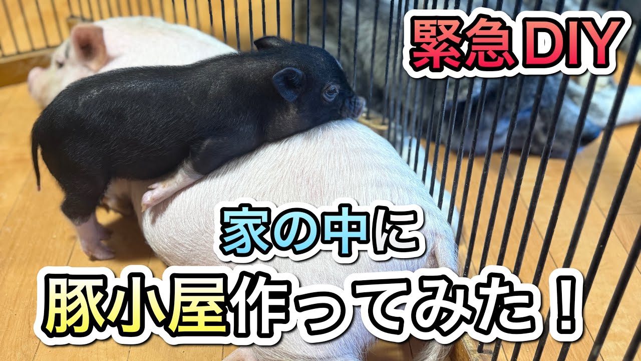 【マイクロブタ】限界で急遽、豚小屋を作りました【DIY】