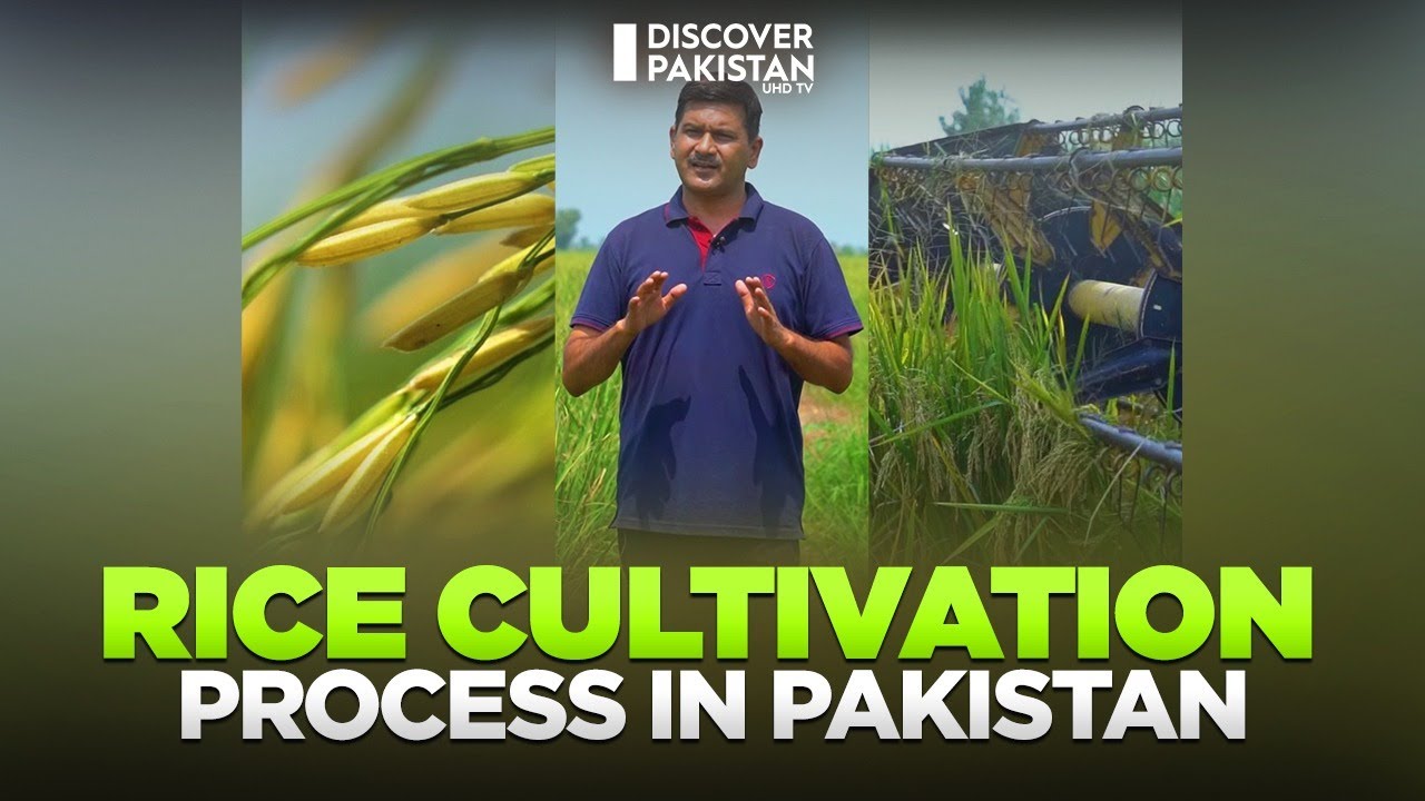 Rice Cultivation in Pakistan |  Insights from Pakistan's Rice Fields | Kissan Ka Pakistan